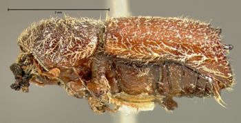 Media type: image;   Entomology 8287 Aspect: habitus lateral view